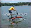 Water bird